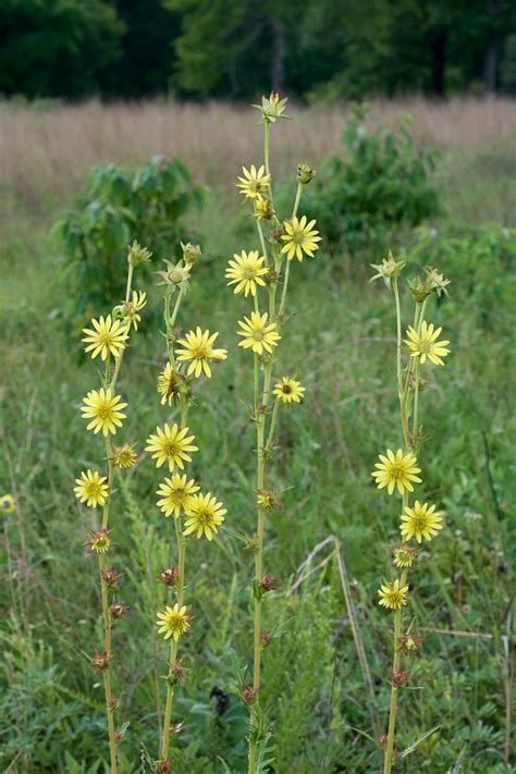 罗盘草|因為愛而滅絕的植物──羅盤草 (Silphium) – 每日一冷